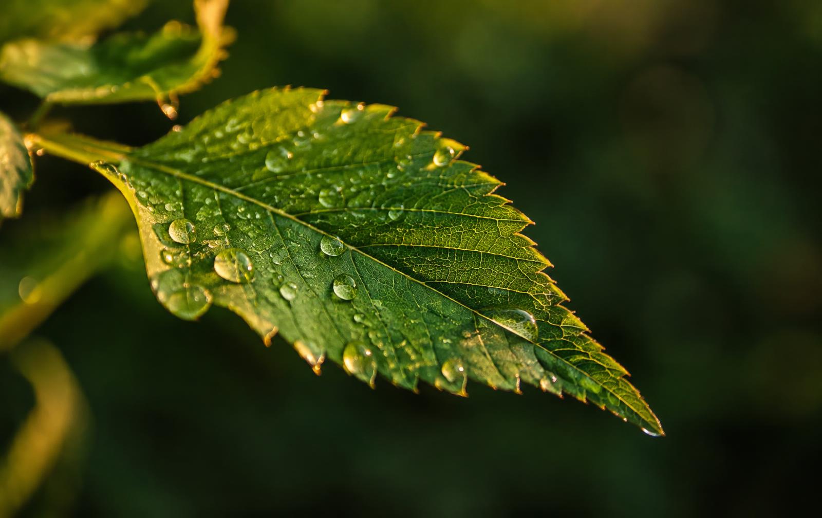 A green leaf with dew in warm light
